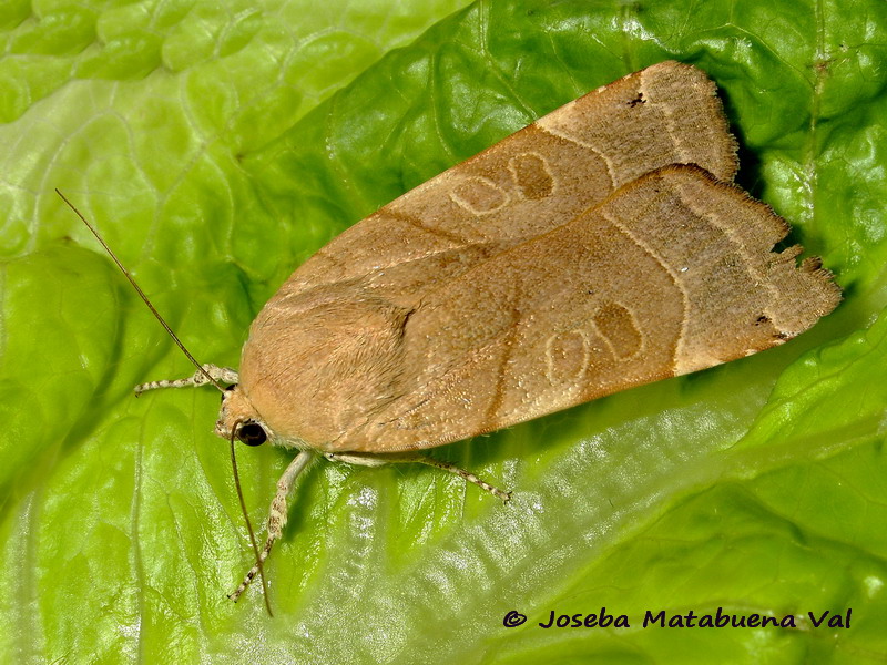 Noctua fimbriata - Noctuidae
